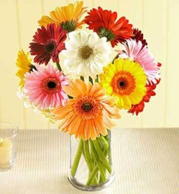 LOS005 - Gerberas coloridas