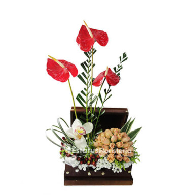 ORQ091 - Orquídeas