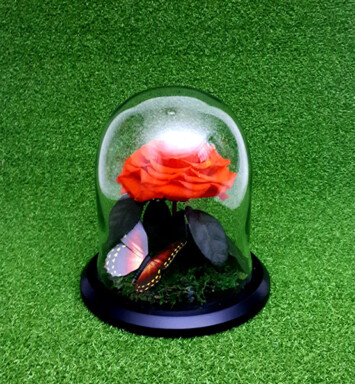 RE004- Rosa Eterna Grande