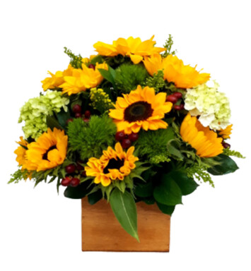 CMP0100 - Girasoles de Cumpleaños