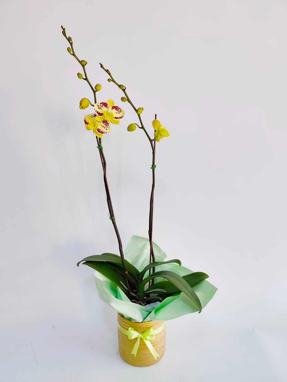 ORQ130 - ORQUÍDEAS NATURALES - Imagen 11