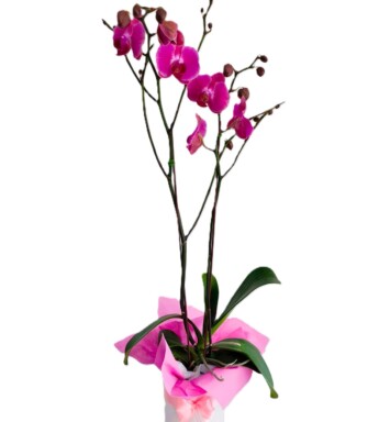 ORQ130 - ORQUÍDEAS NATURALES