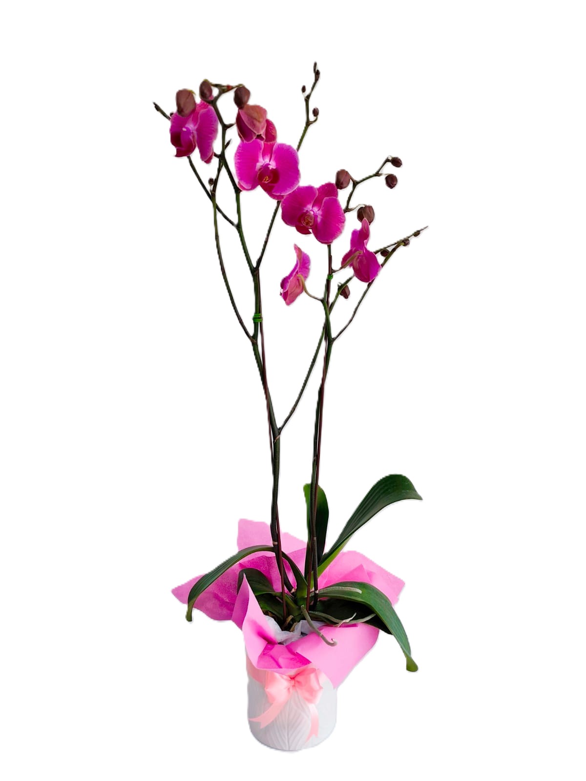 ORQ130 - ORQUÍDEAS NATURALES