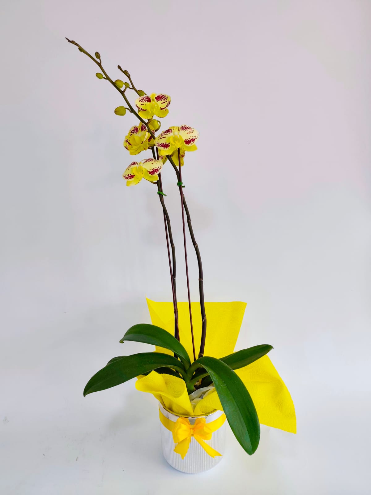 ORQ130 - ORQUÍDEAS NATURALES - Imagen 6
