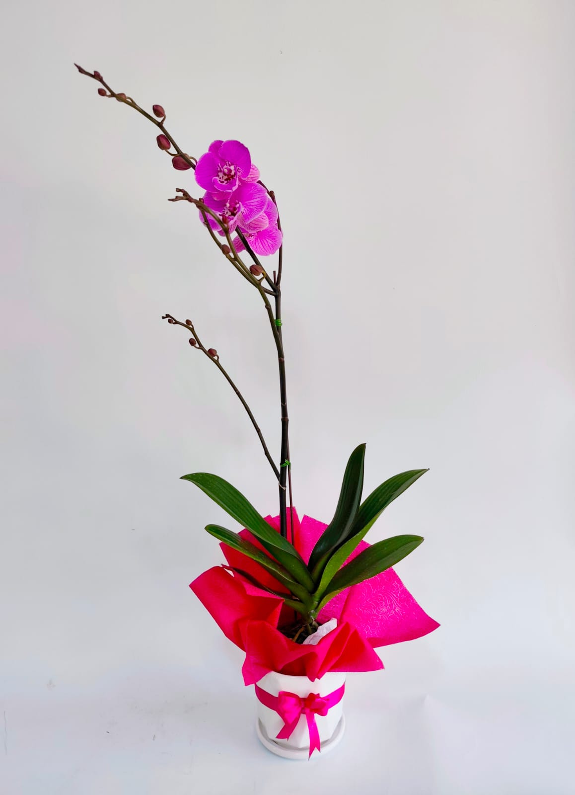 ORQ130 - ORQUÍDEAS NATURALES - Imagen 5