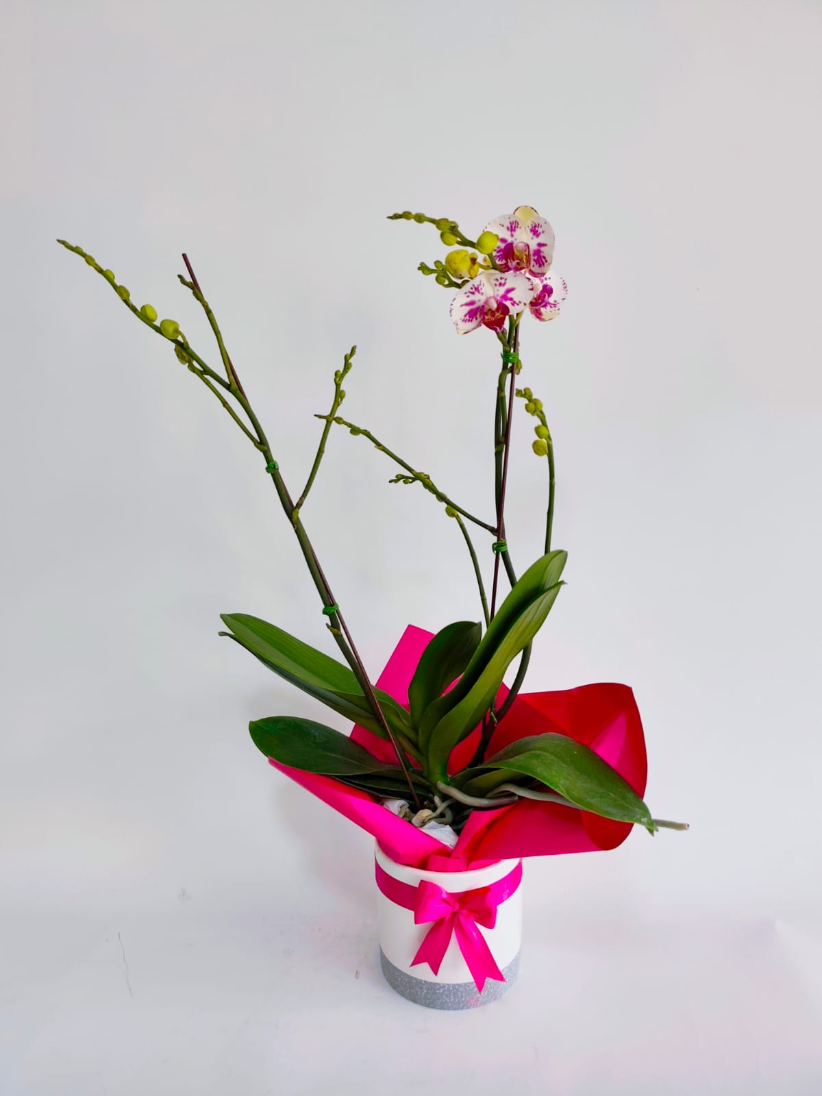 ORQ130 - ORQUÍDEAS NATURALES - Imagen 10