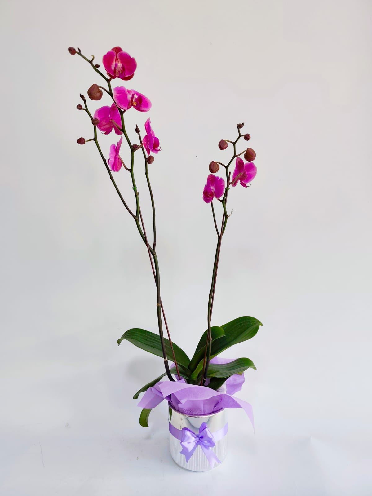 ORQ130 - ORQUÍDEAS NATURALES - Imagen 9
