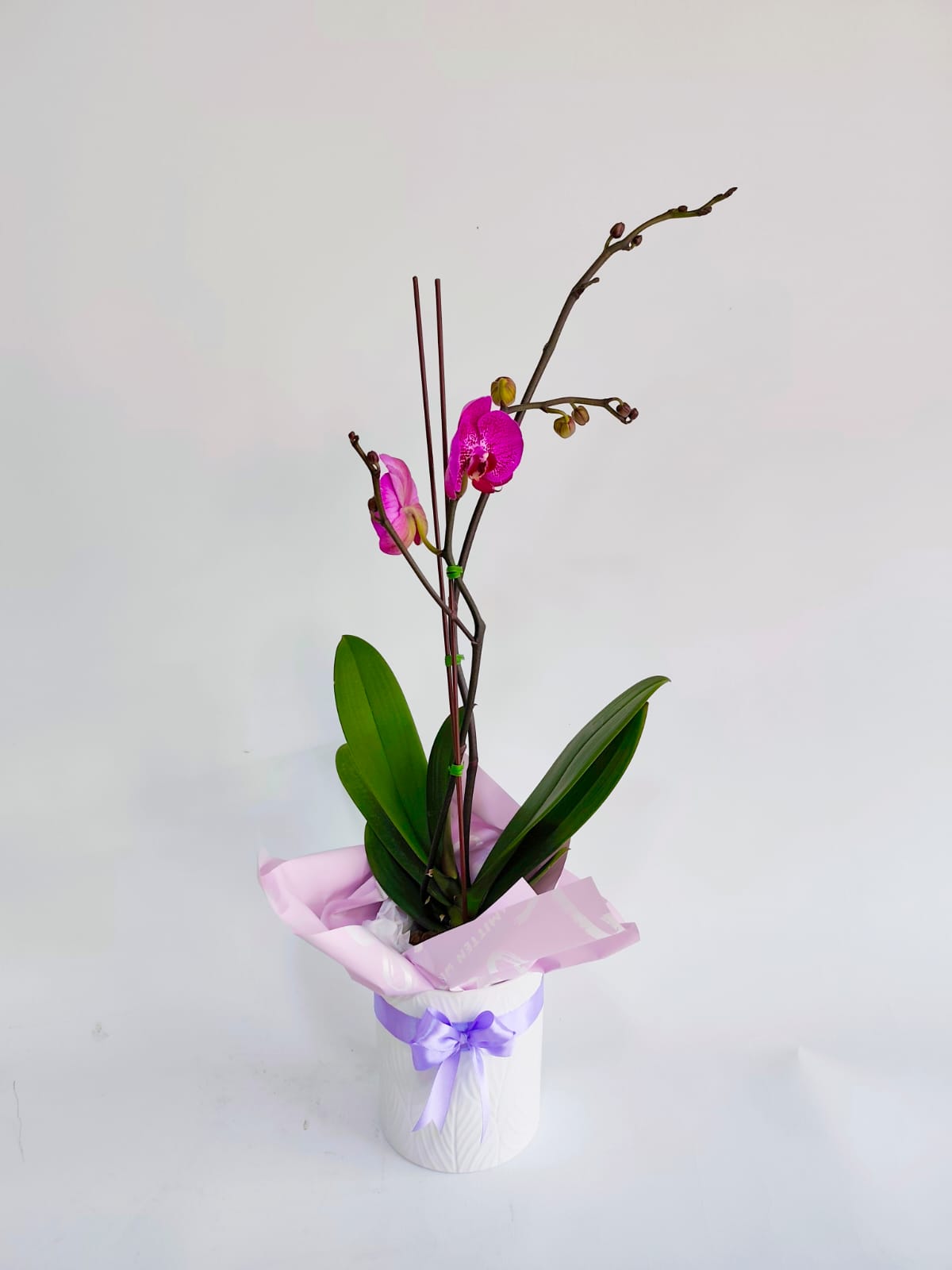 ORQ130 - ORQUÍDEAS NATURALES - Imagen 8