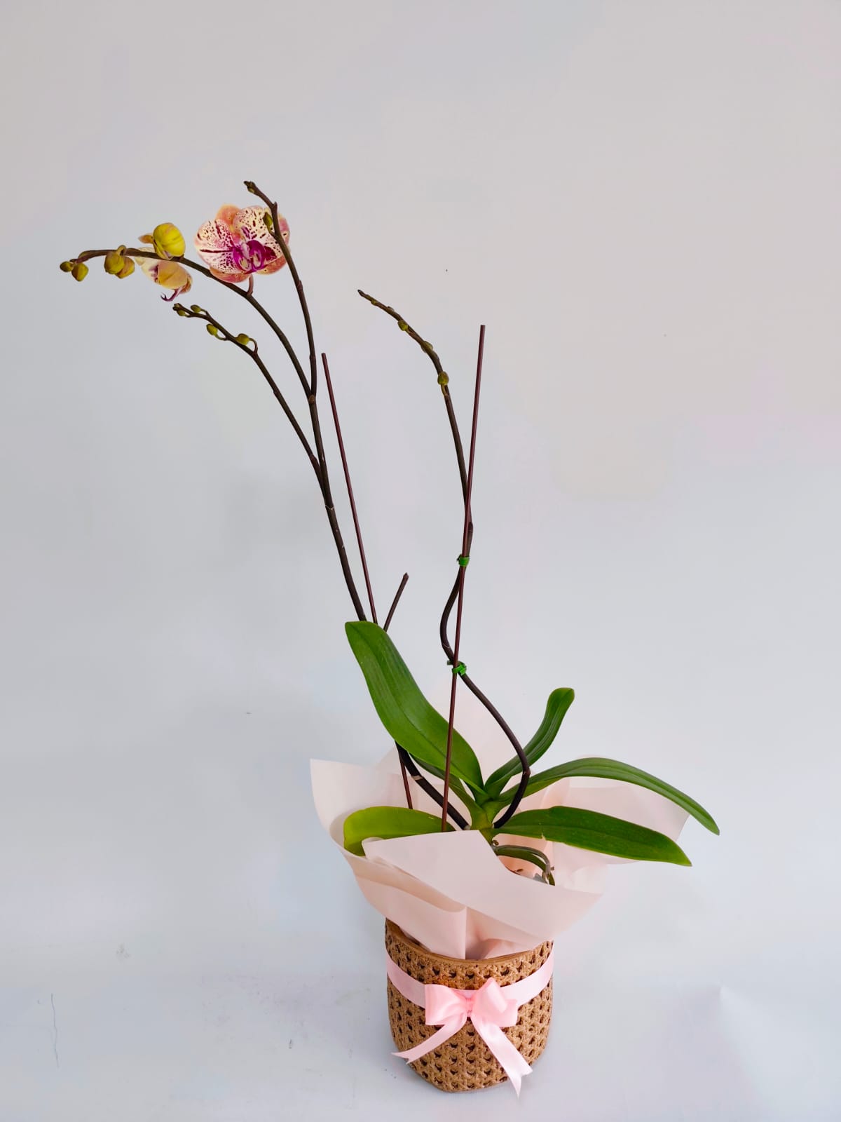 ORQ130 - ORQUÍDEAS NATURALES - Imagen 7