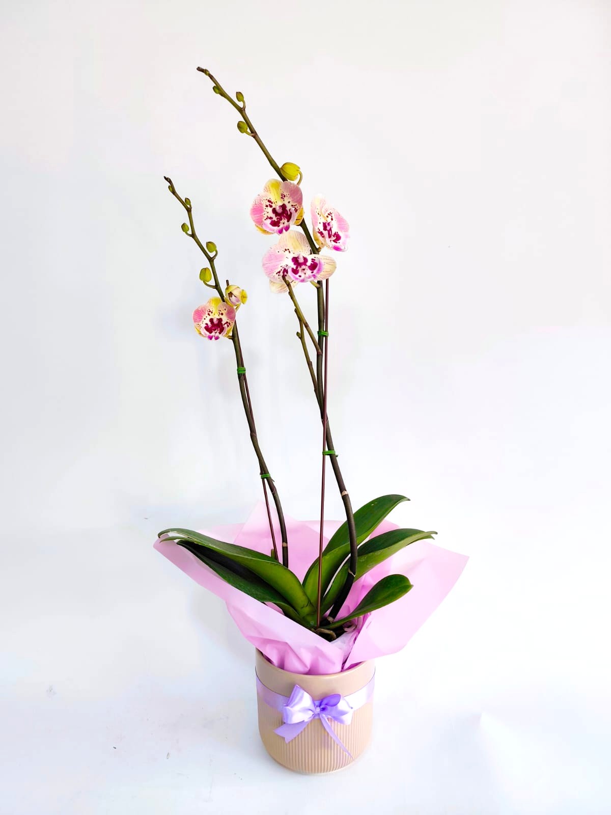 ORQ130 - ORQUÍDEAS NATURALES - Imagen 2