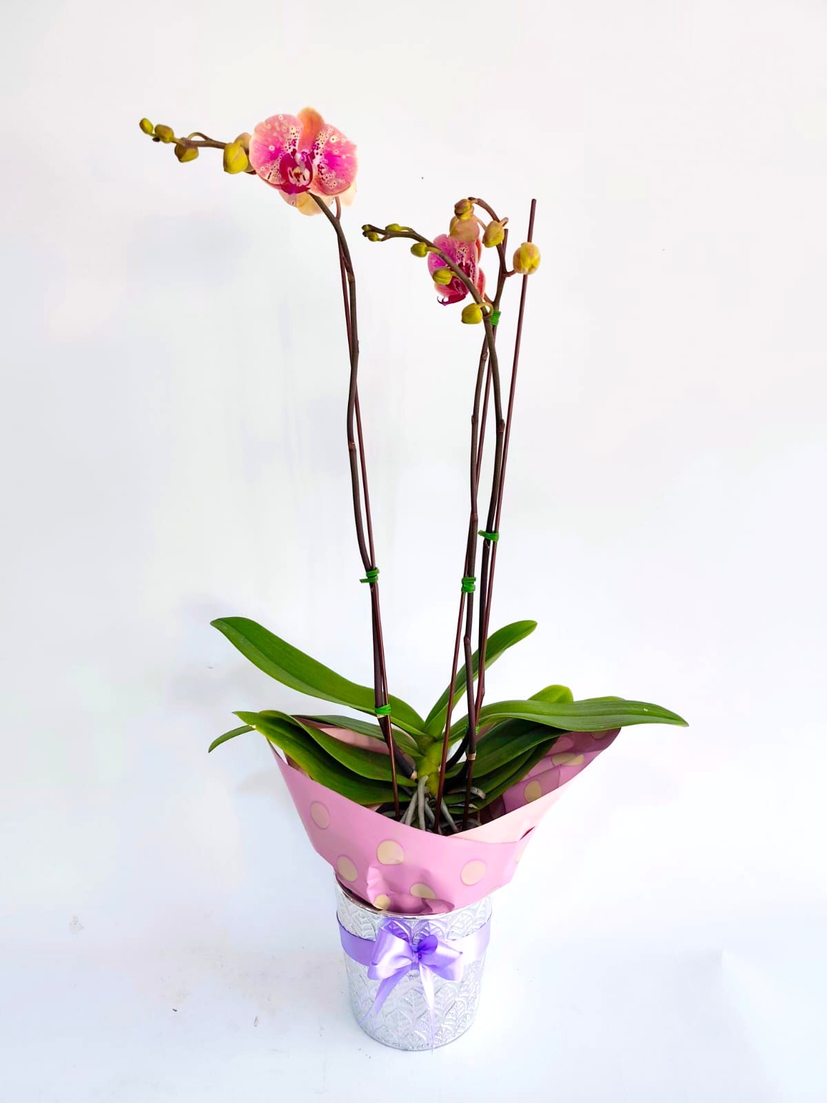 ORQ130 - ORQUÍDEAS NATURALES - Imagen 3