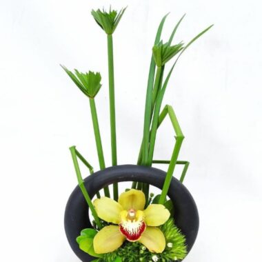 ORQ002 - Orquídeas para regalar