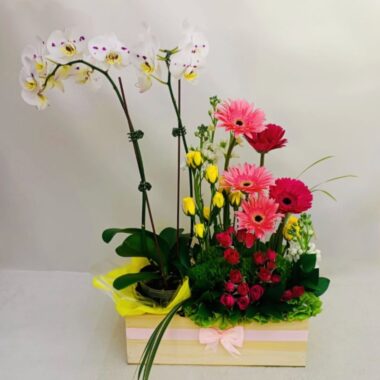 ORQ003 - Elegancia natural en orquídeas